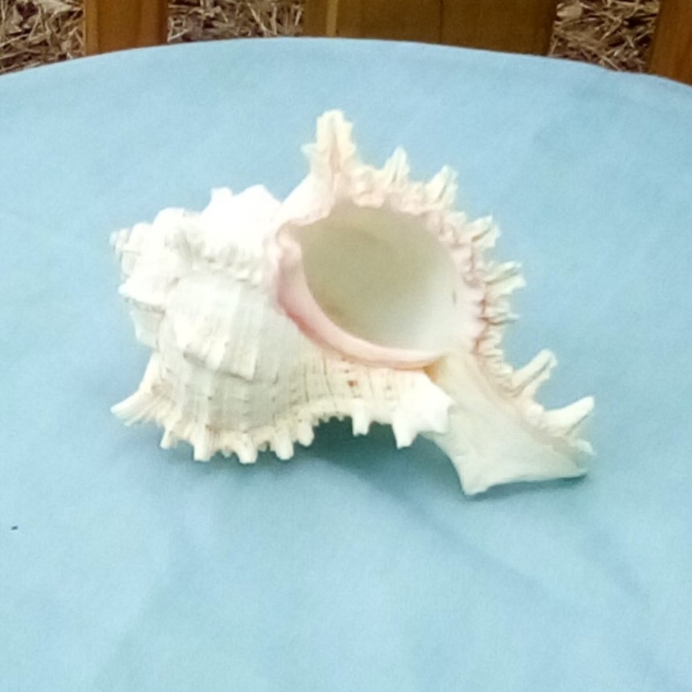 Chicoreus